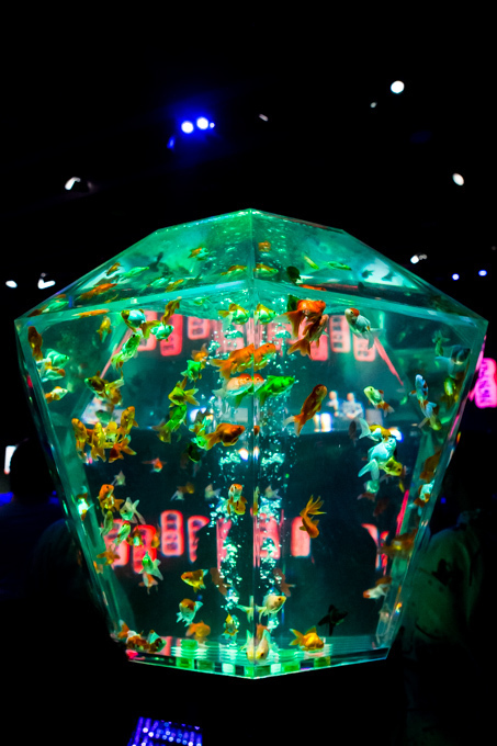 「アートアクアリウム展」東京・大阪・金沢21世紀美術館で開催 - 8,000匹の金魚が舞う水中アート｜写真18