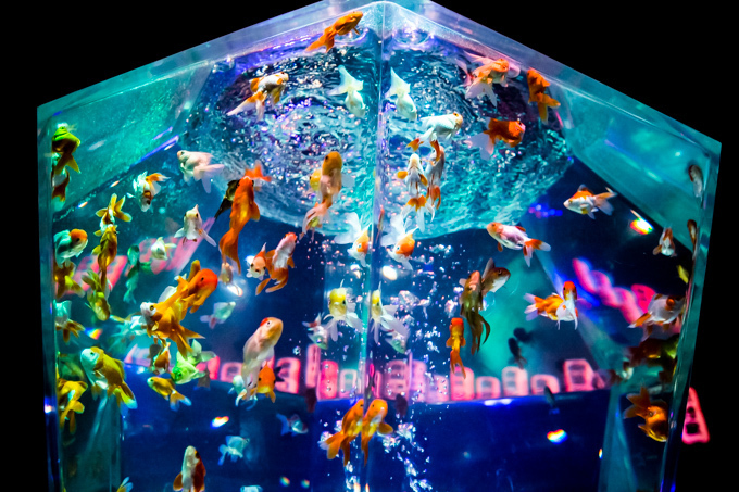 「アートアクアリウム展」東京・大阪・金沢21世紀美術館で開催 - 8,000匹の金魚が舞う水中アート｜写真19