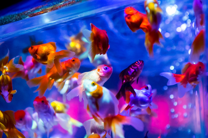 「アートアクアリウム展」東京・大阪・金沢21世紀美術館で開催 - 8,000匹の金魚が舞う水中アート｜写真20