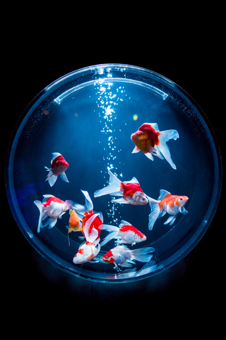 「アートアクアリウム展」東京・大阪・金沢21世紀美術館で開催 - 8,000匹の金魚が舞う水中アート｜写真21