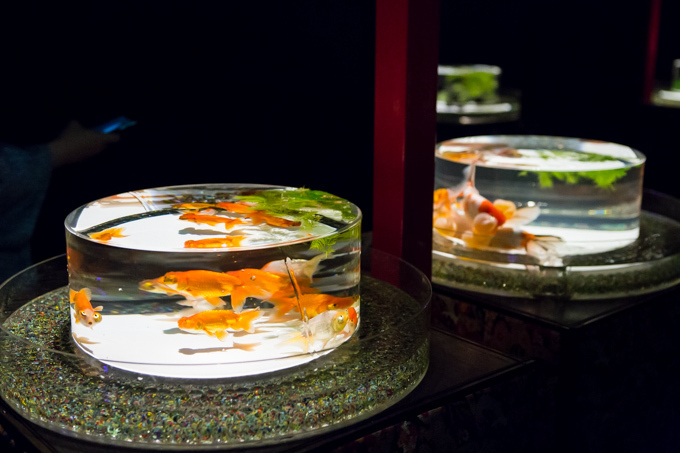 「アートアクアリウム展」東京・大阪・金沢21世紀美術館で開催 - 8,000匹の金魚が舞う水中アート｜写真29