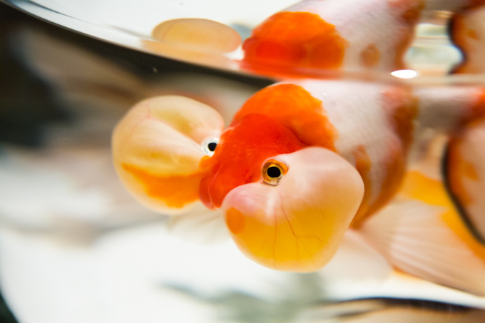 「アートアクアリウム展」東京・大阪・金沢21世紀美術館で開催 - 8,000匹の金魚が舞う水中アート｜写真30