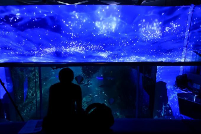 5分で読める「夜の新江ノ島水族館」ガイド - クラゲホールや大水槽など“えのすい”を紹介｜写真7