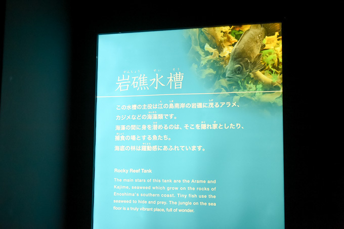 5分で読める「夜の新江ノ島水族館」ガイド - クラゲホールや大水槽など“えのすい”を紹介｜写真8
