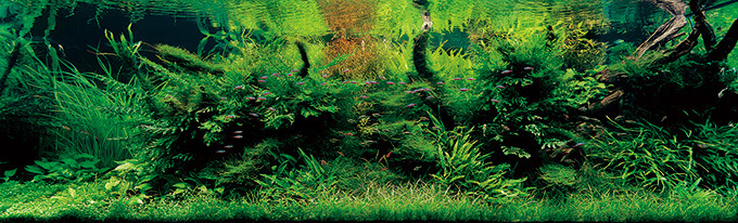 「ネイチャーアクアリウム」水景クリエイター天野尚の展覧会、大自然を凝縮した巨大な“水草水槽アート”｜写真5