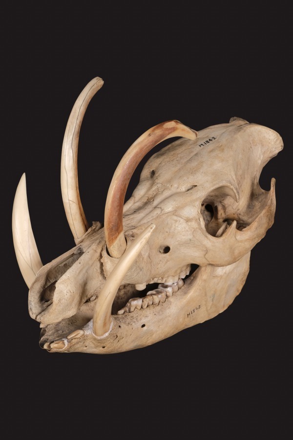 「大哺乳類展2」国立科学博物館で開催、500点以上の剥製や骨格標本で紐解く、哺乳類の“生き残り戦略”｜写真12