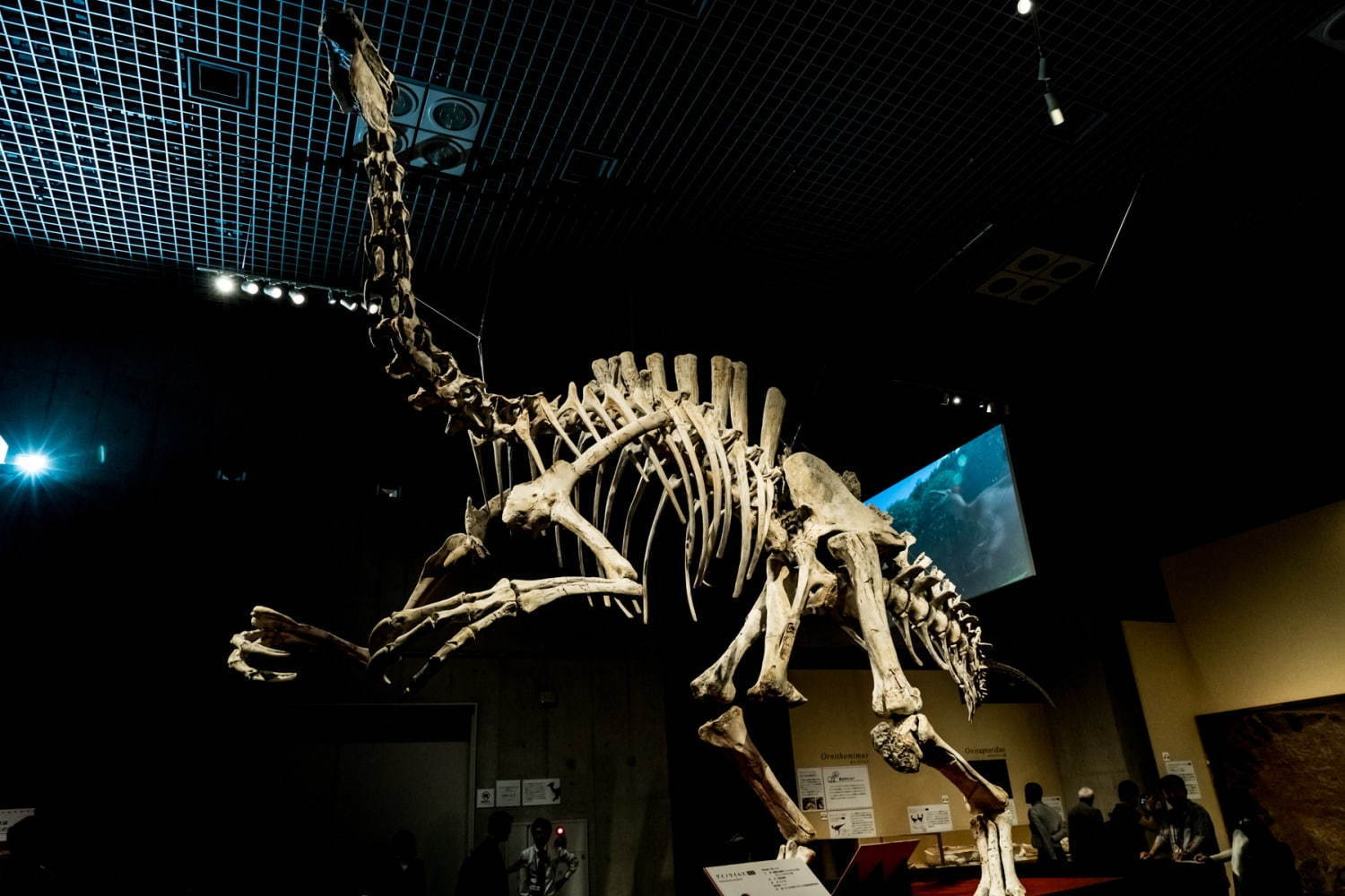 国立科学博物館「恐竜博2019」 “謎の恐竜”デイノケイルス全貌初公開、最新の恐竜生物学も｜写真16
