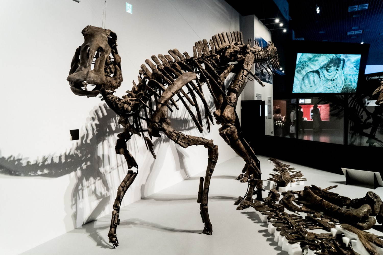 国立科学博物館「恐竜博2019」 “謎の恐竜”デイノケイルス全貌初公開、最新の恐竜生物学も｜写真20