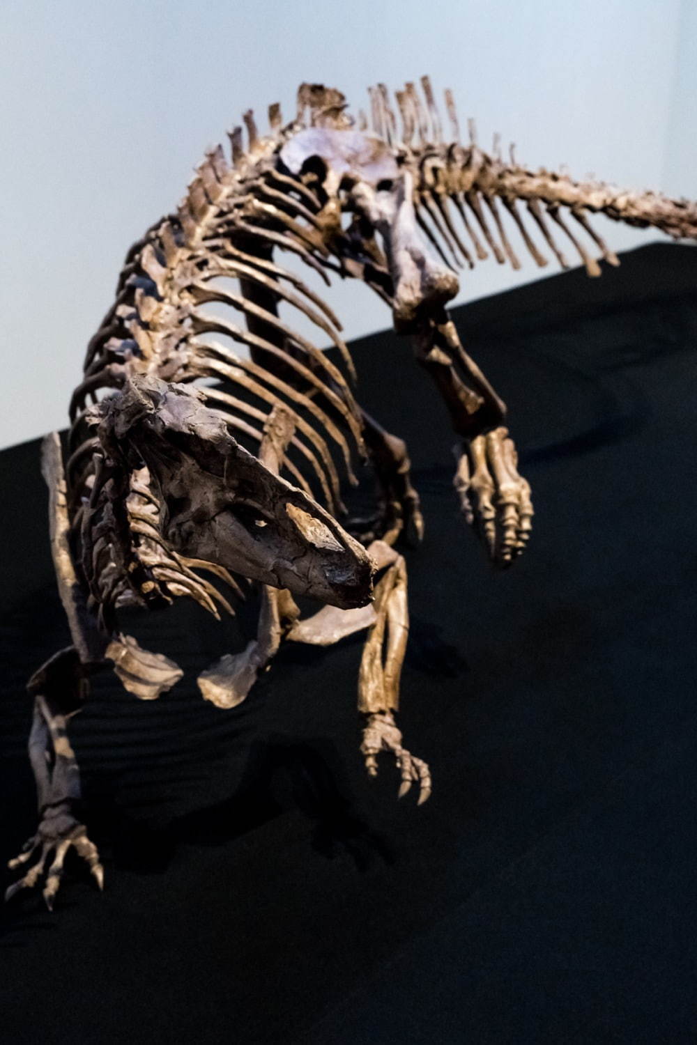 国立科学博物館「恐竜博2019」 “謎の恐竜”デイノケイルス全貌初公開、最新の恐竜生物学も｜写真3