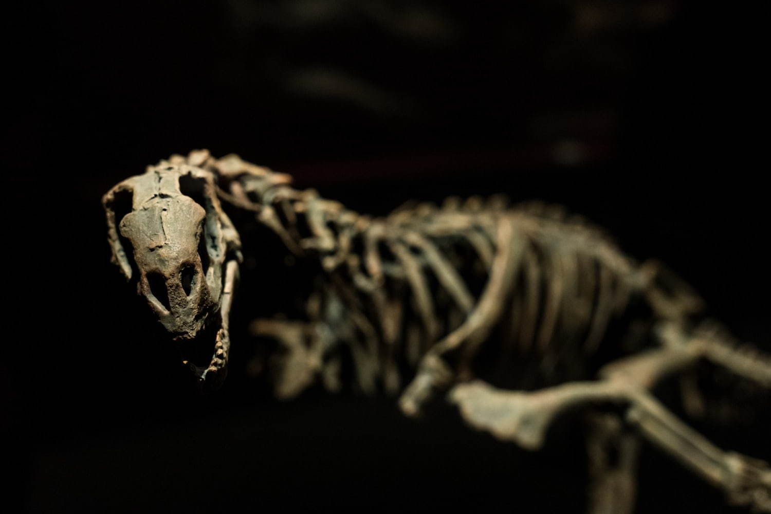 国立科学博物館「恐竜博2019」 “謎の恐竜”デイノケイルス全貌初公開、最新の恐竜生物学も｜写真11