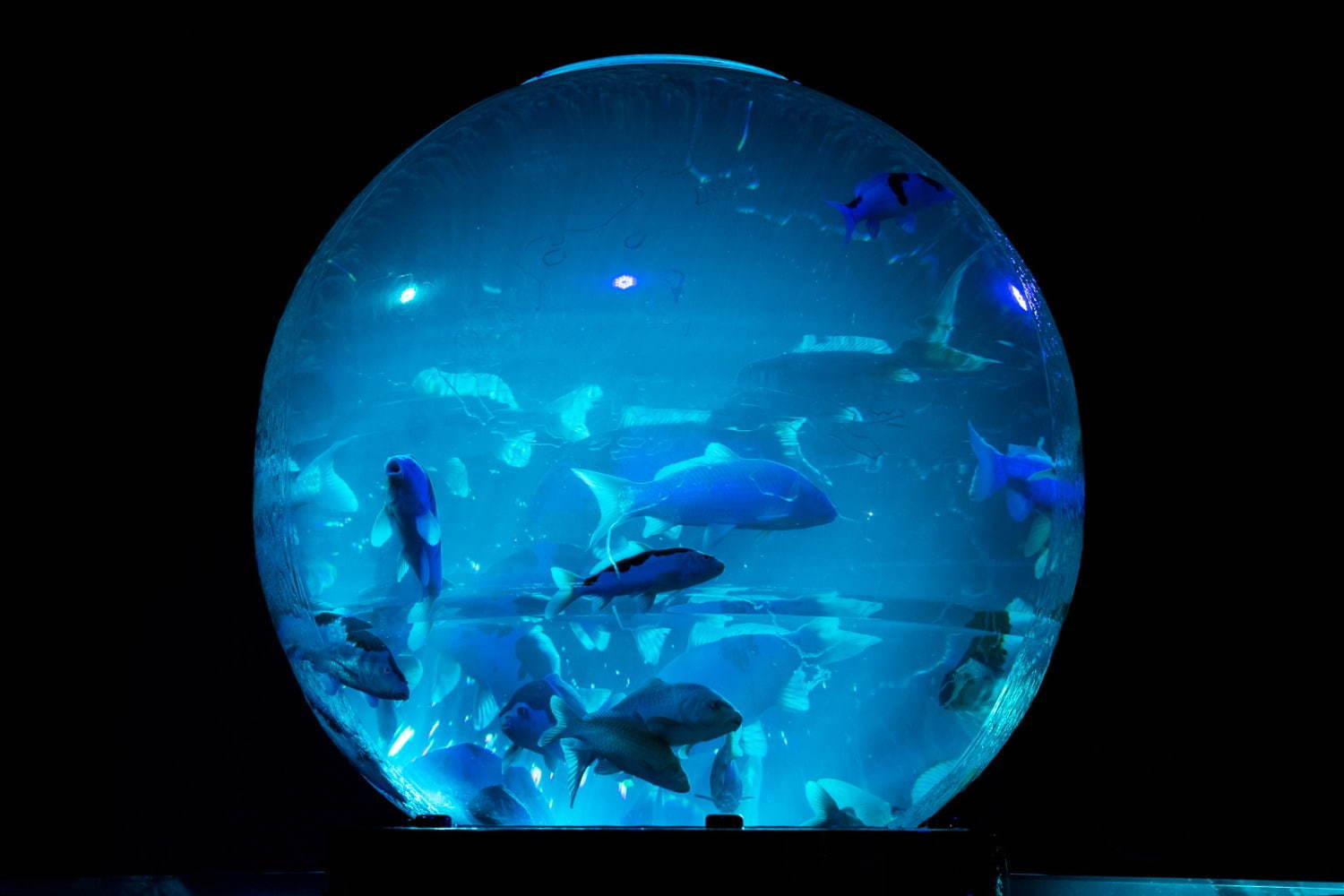 「アートアクアリウム美術館」東京・日本橋に誕生、過去最大30,000匹超の金魚が泳ぐアート空間｜写真49