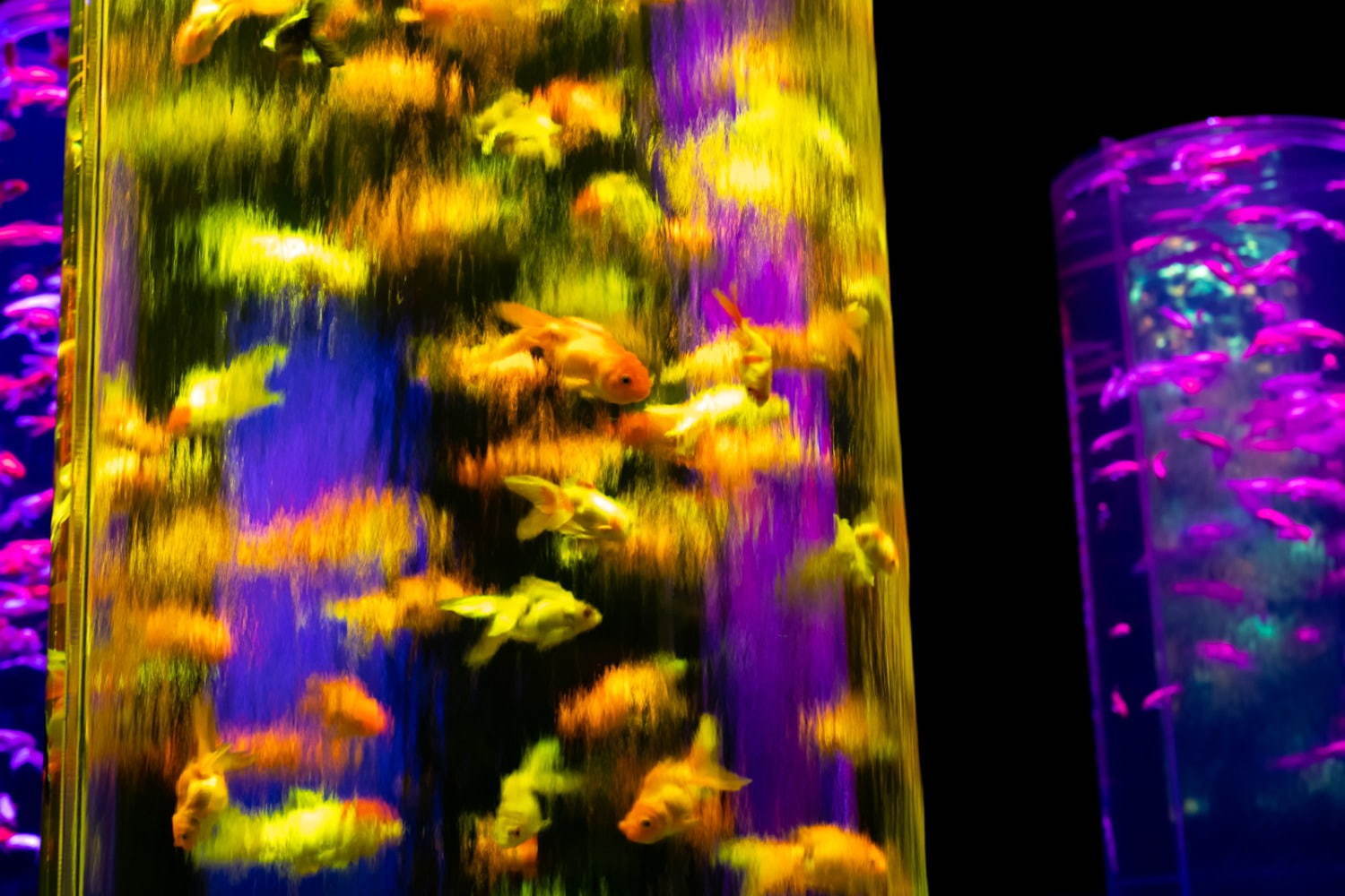 「アートアクアリウム美術館」東京・日本橋に誕生、過去最大30,000匹超の金魚が泳ぐアート空間｜写真53