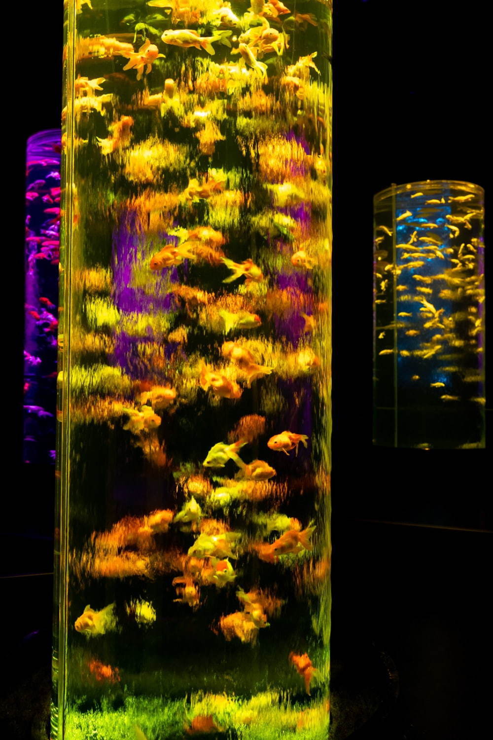 「アートアクアリウム美術館」東京・日本橋に誕生、過去最大30,000匹超の金魚が泳ぐアート空間｜写真54