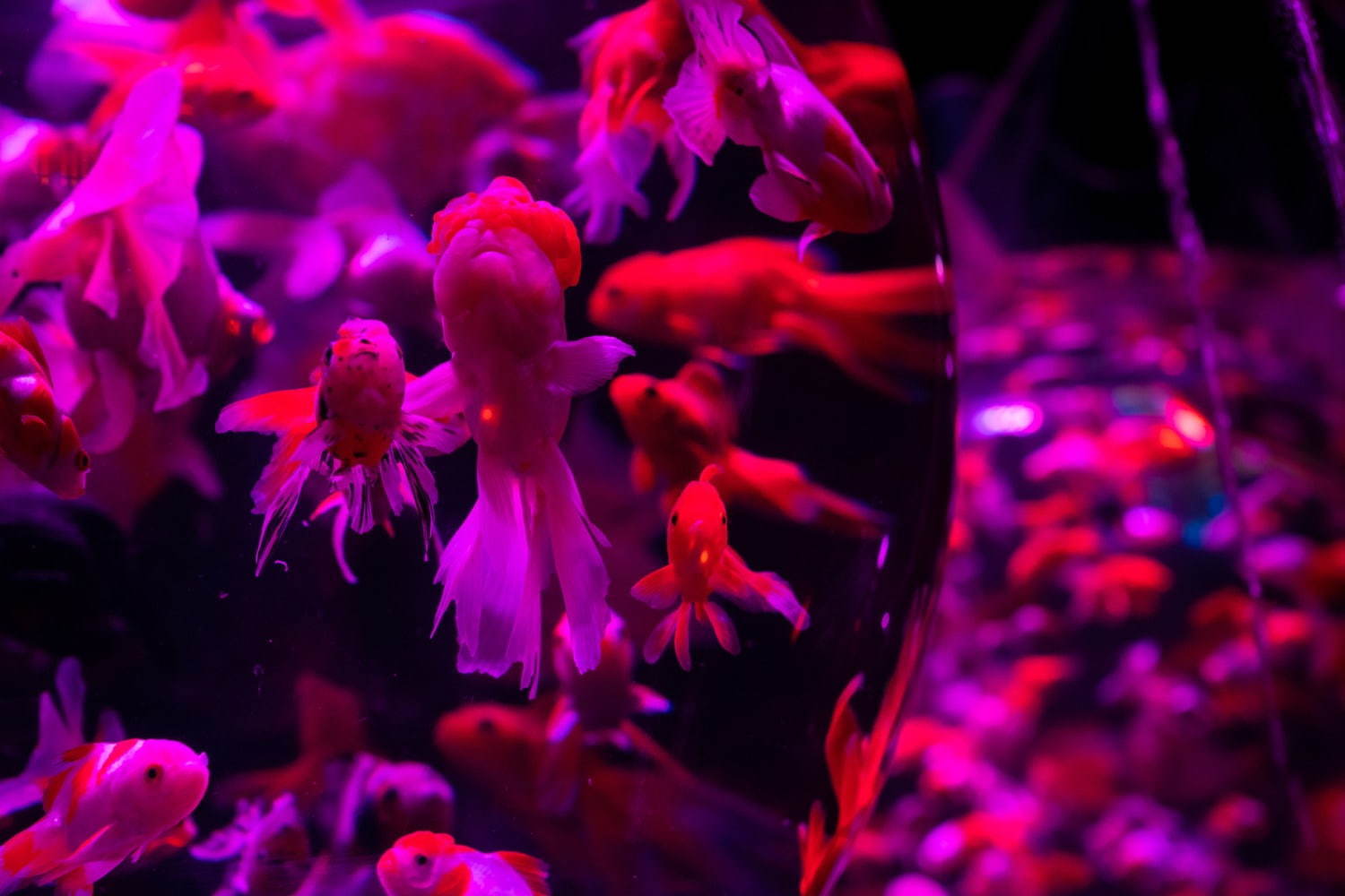 「アートアクアリウム美術館」東京・日本橋に誕生、過去最大30,000匹超の金魚が泳ぐアート空間｜写真31