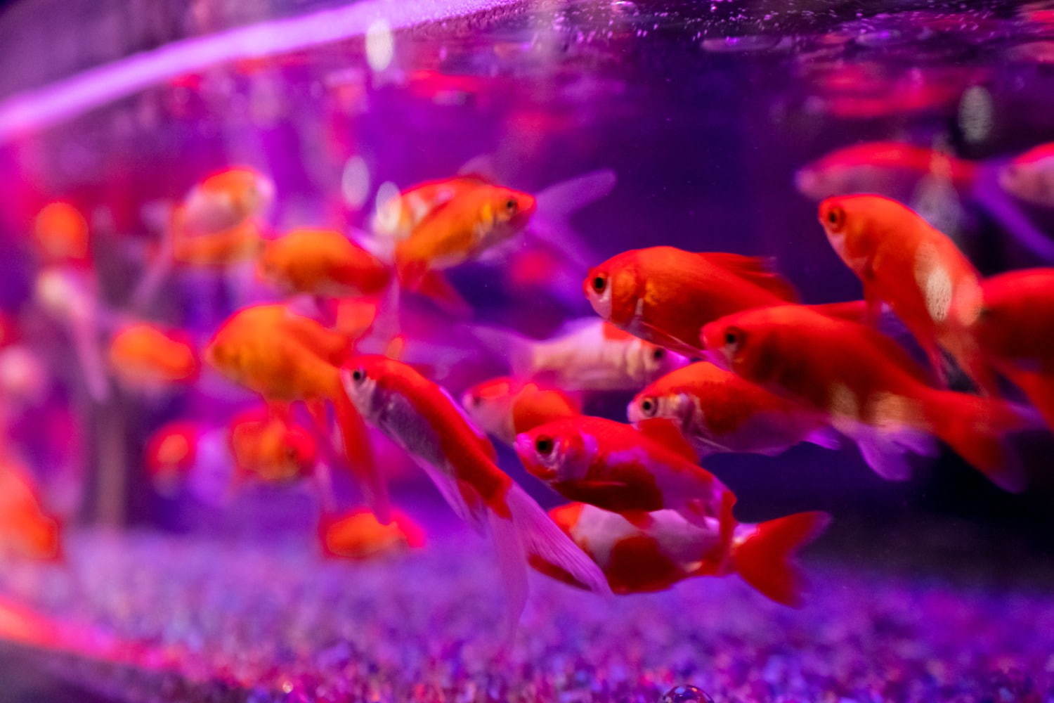 「アートアクアリウム美術館」東京・日本橋に誕生、過去最大30,000匹超の金魚が泳ぐアート空間｜写真38