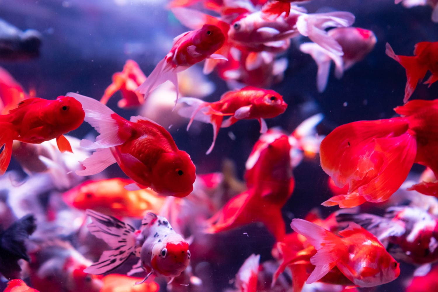 「アートアクアリウム美術館」東京・日本橋に誕生、過去最大30,000匹超の金魚が泳ぐアート空間｜写真26