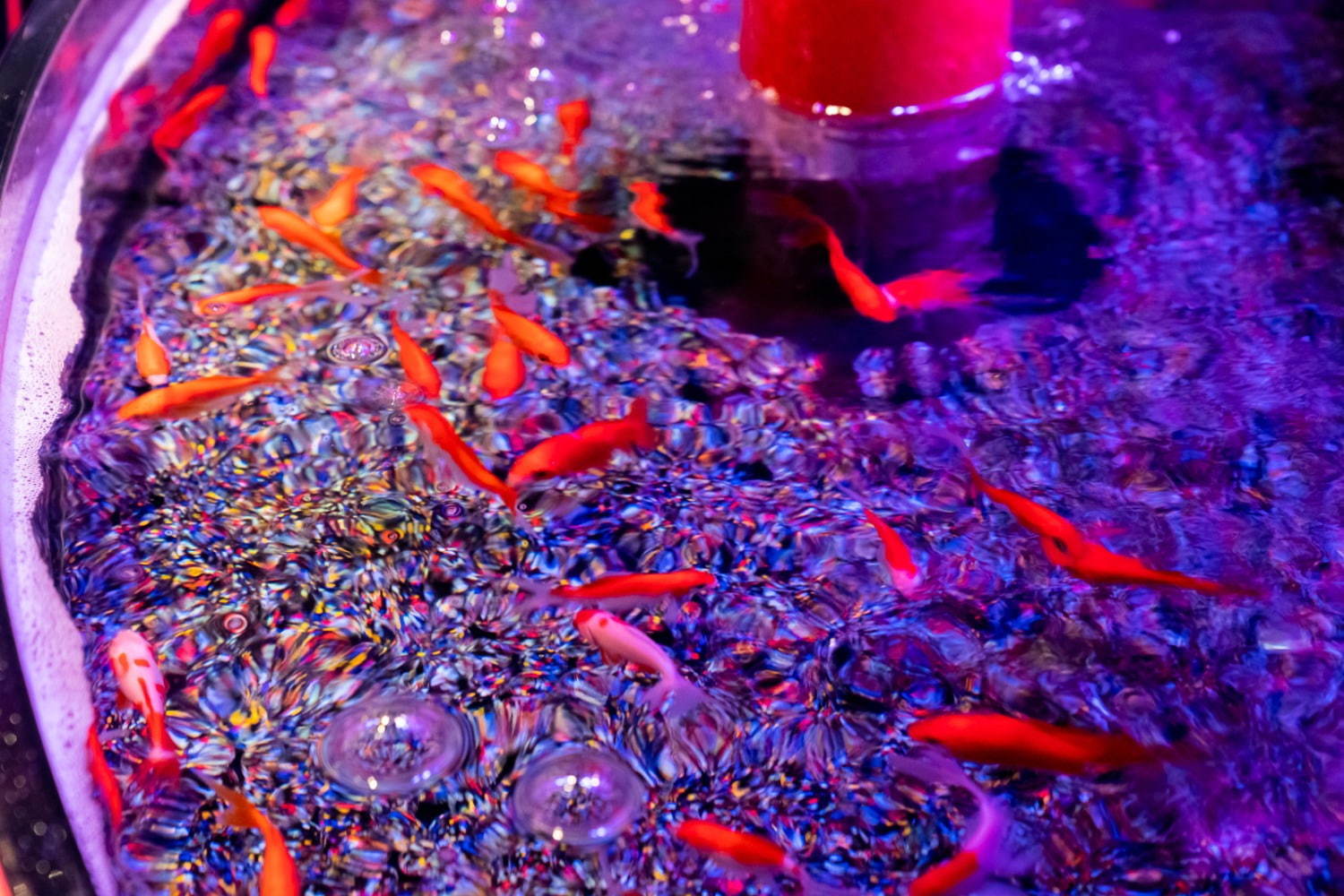 「アートアクアリウム美術館」東京・日本橋に誕生、過去最大30,000匹超の金魚が泳ぐアート空間｜写真39