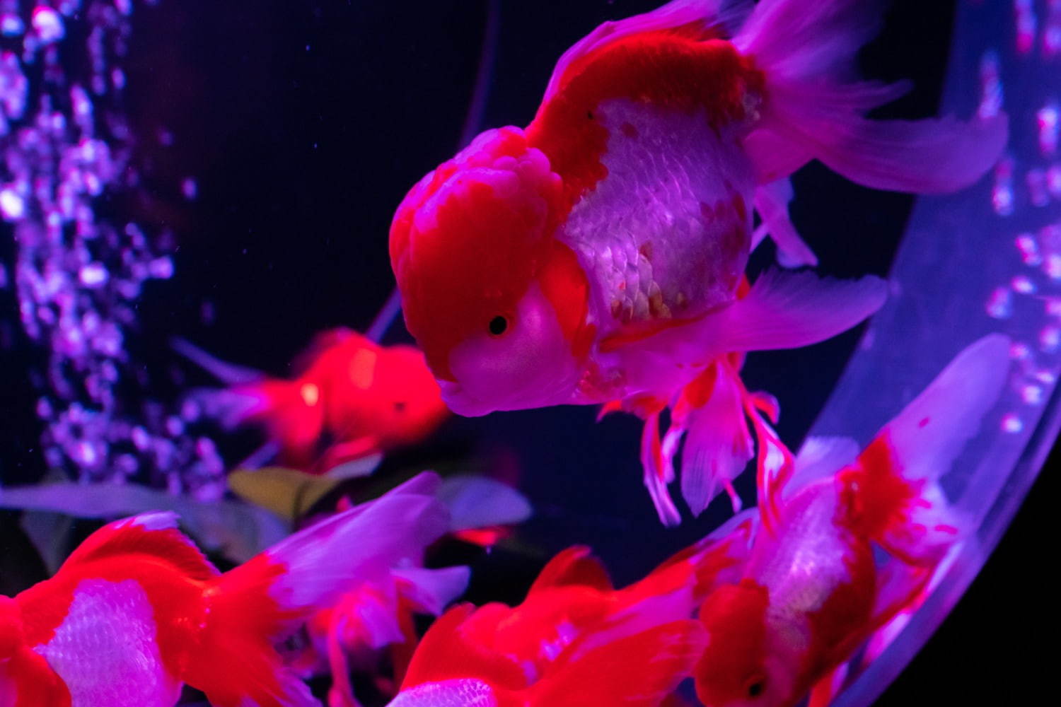 「アートアクアリウム美術館」東京・日本橋に誕生、過去最大30,000匹超の金魚が泳ぐアート空間｜写真13