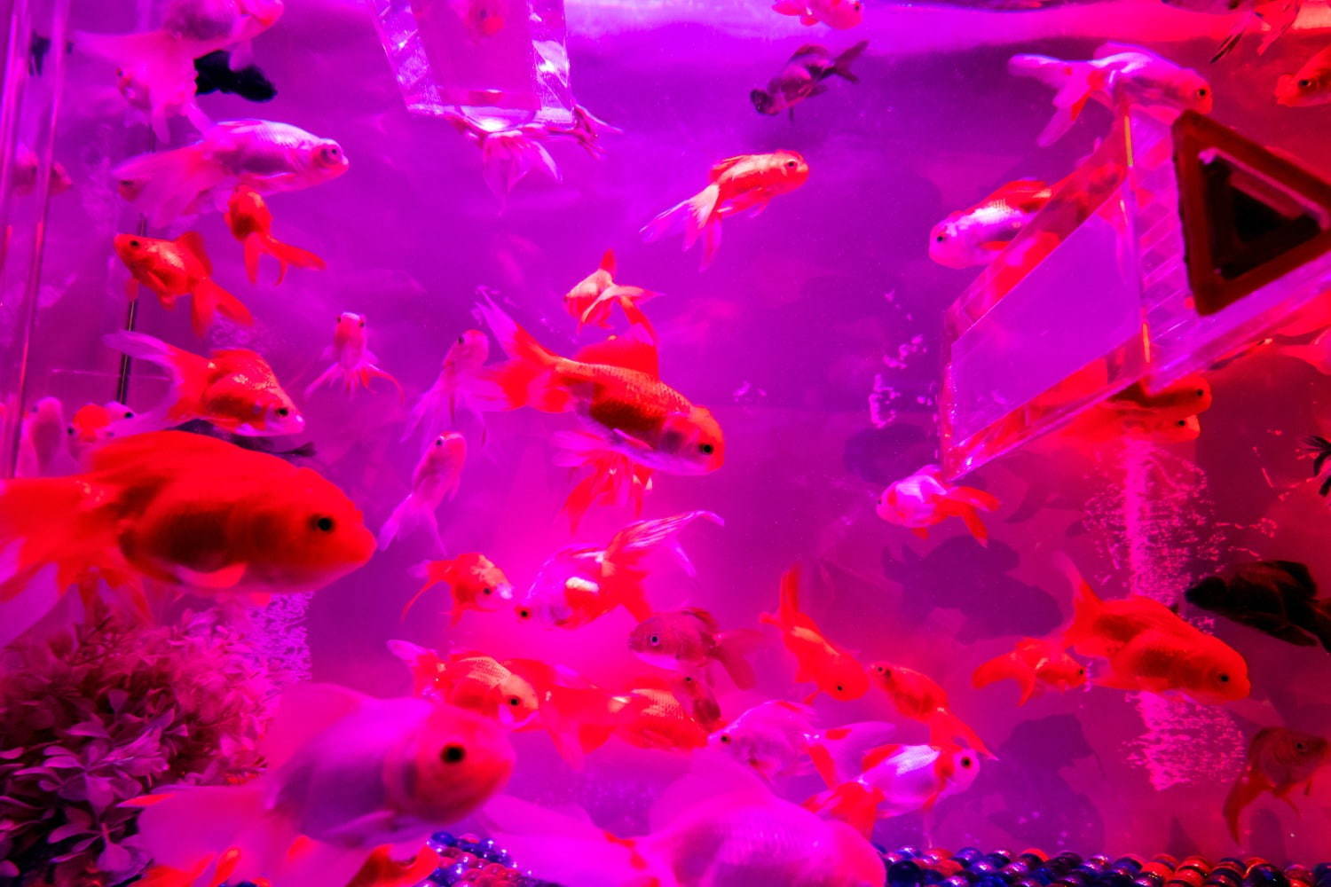 「アートアクアリウム美術館」東京・日本橋に誕生、過去最大30,000匹超の金魚が泳ぐアート空間｜写真8