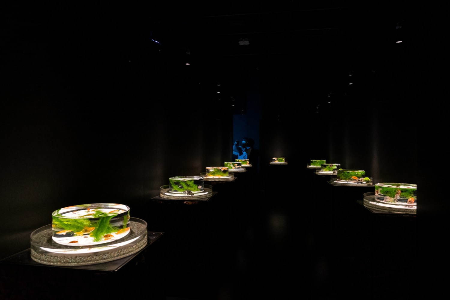 「アートアクアリウム美術館」東京・日本橋に誕生、過去最大30,000匹超の金魚が泳ぐアート空間｜写真42