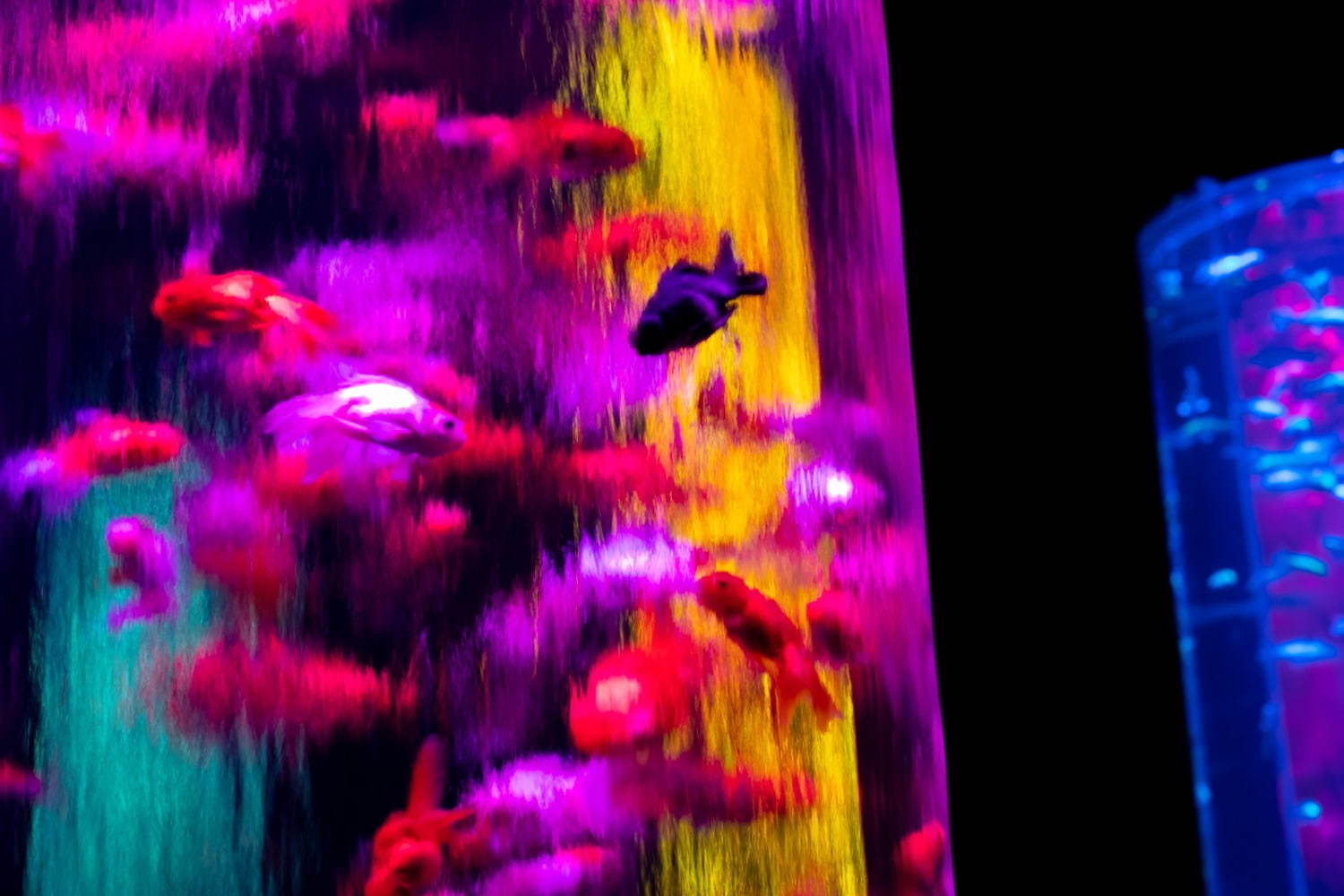 「アートアクアリウム美術館」東京・日本橋に誕生、過去最大30,000匹超の金魚が泳ぐアート空間｜写真52