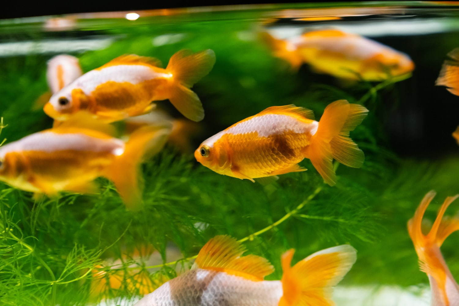 「アートアクアリウム美術館」東京・日本橋に誕生、過去最大30,000匹超の金魚が泳ぐアート空間｜写真45