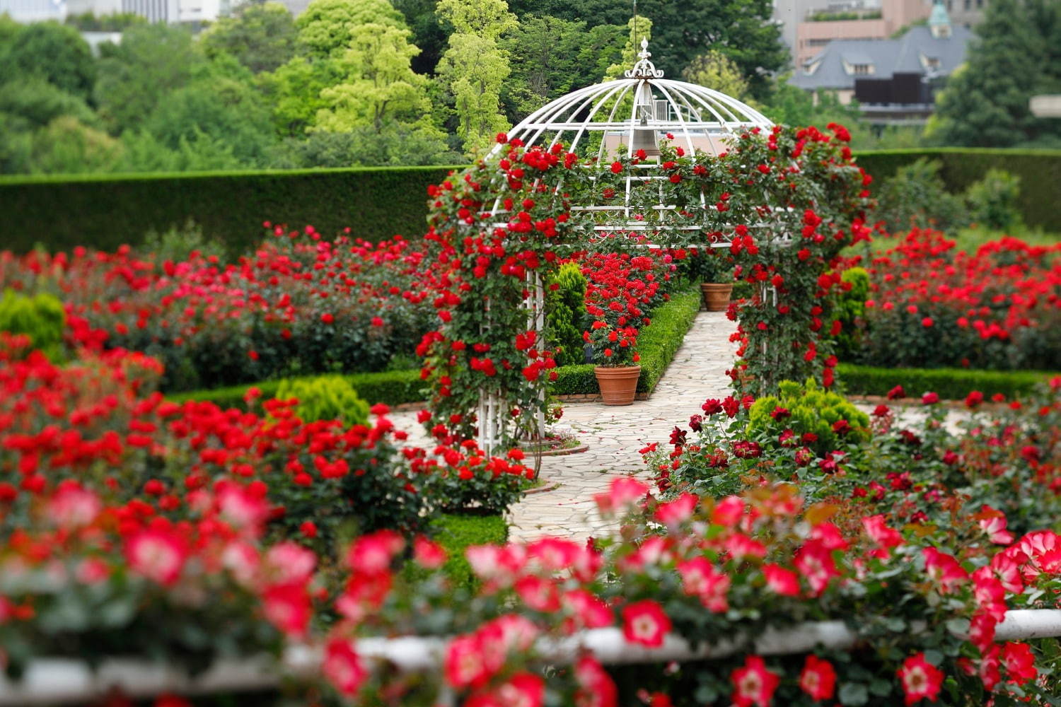 赤いバラ3万輪が咲く屋上庭園、ホテルニューオータニ(東京)に - ピエール・エルメ・パリのスイーツも｜写真4