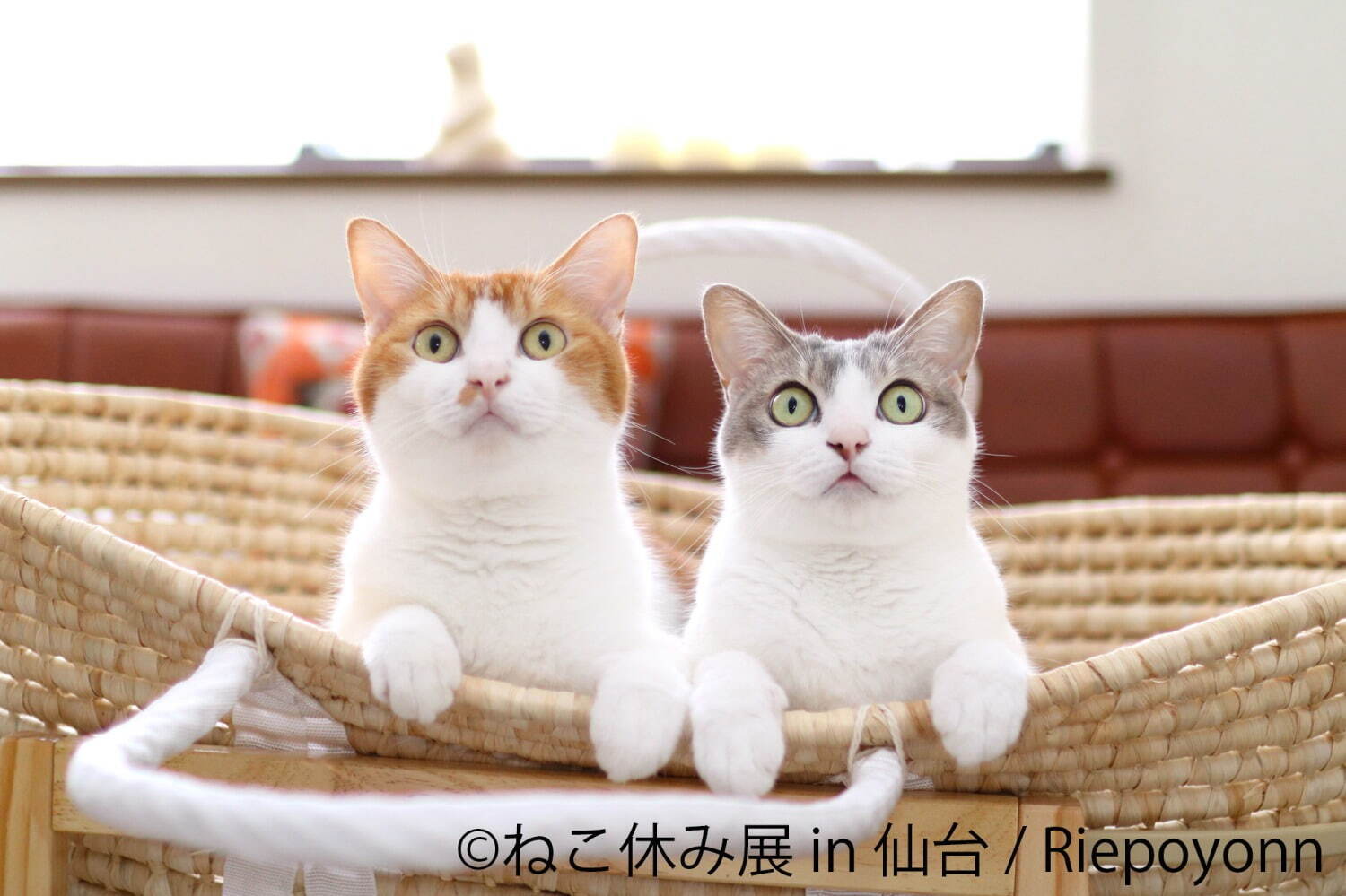 「ねこ休み展」仙台で初開催 - 猫クリエイターの合同写真展＆物販、愛らしい猫のハンドメイドグッズも｜写真7