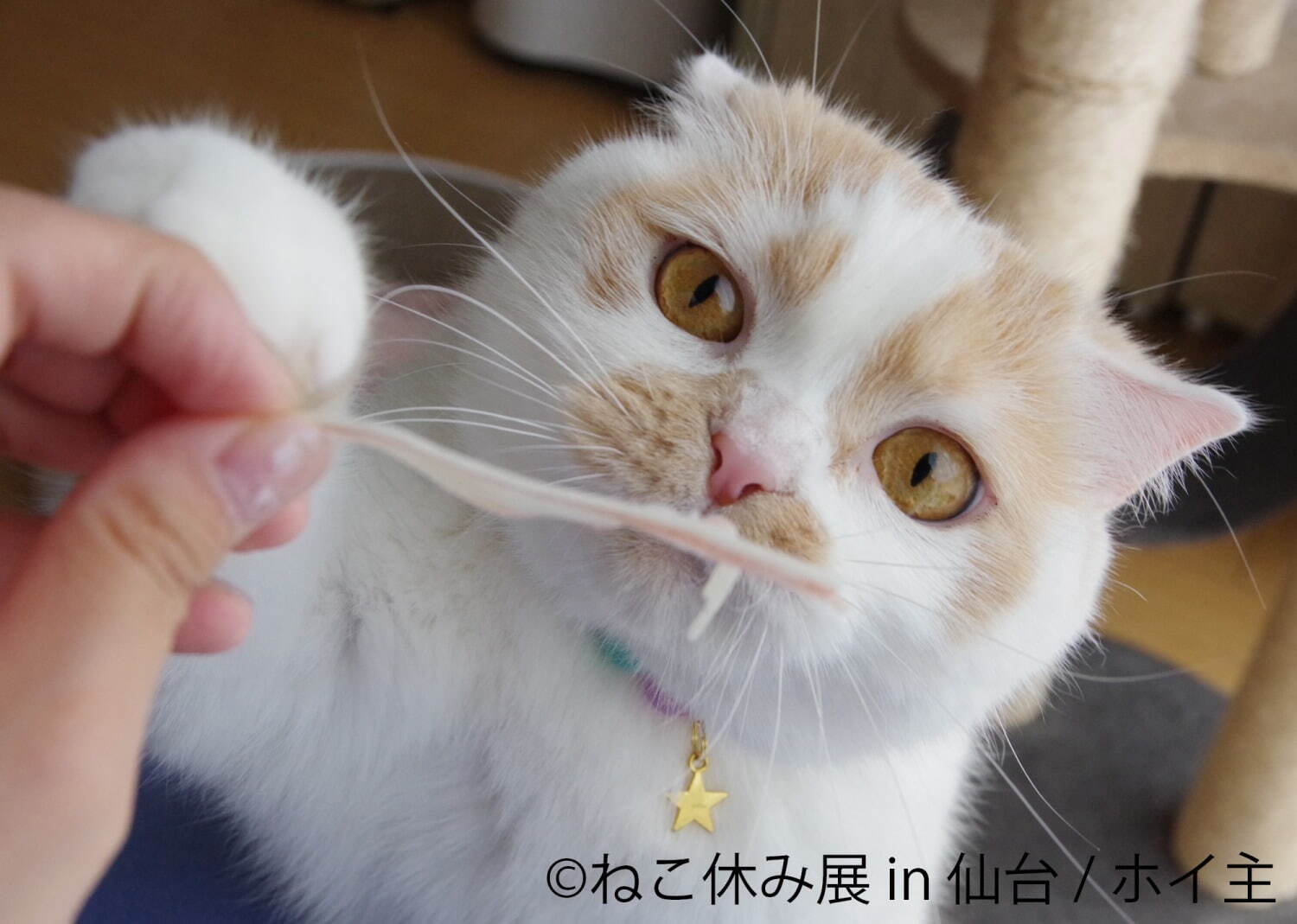 「ねこ休み展」仙台で初開催 - 猫クリエイターの合同写真展＆物販、愛らしい猫のハンドメイドグッズも｜写真11