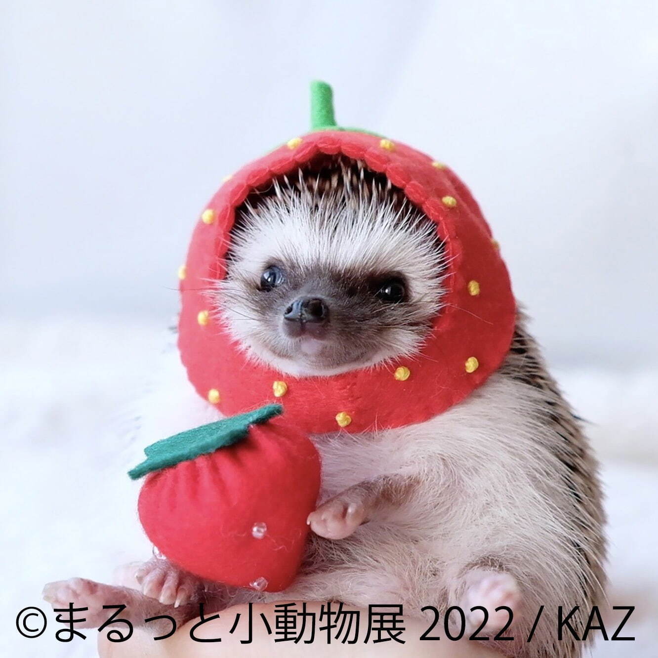 「まるっと小動物展 2022」名古屋＆東京で、ハムスターやリスなど小動物たちの写真展＆グッズ販売｜写真1
