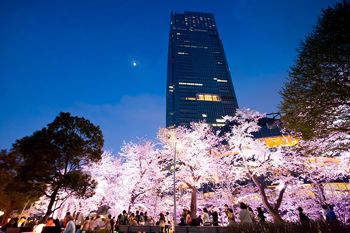 東京ミッドタウンでお花見「ミッドタウン・ブロッサム 2014」開催、スパークリングワインの振る舞いも｜写真1