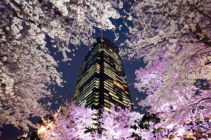 東京ミッドタウンでお花見「ミッドタウン・ブロッサム 2014」開催、スパークリングワインの振る舞いも｜写真4