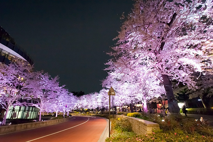 東京ミッドタウンでお花見「ミッドタウン・ブロッサム 2014」開催、スパークリングワインの振る舞いも｜写真5