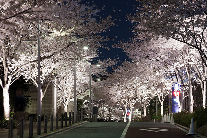 六本木ヒルズの桜並木が幻想的にライトアップ！｜写真1