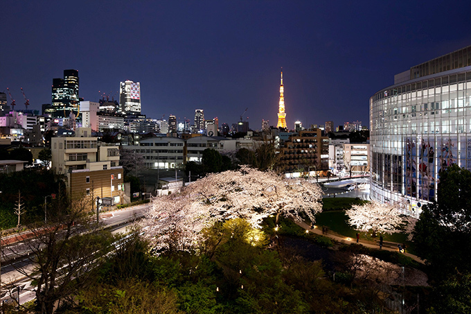六本木ヒルズの桜並木が幻想的にライトアップ！｜写真2