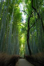 竹林の小径