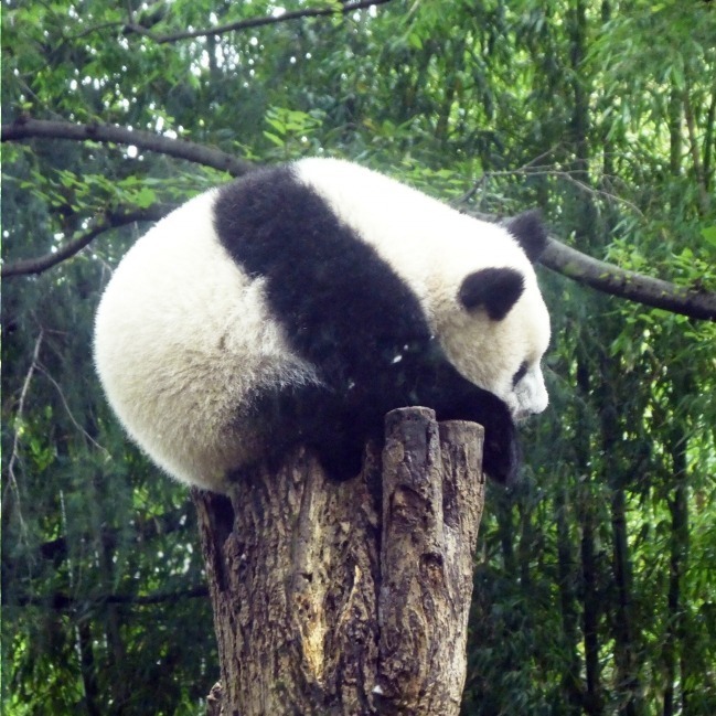 上野動物園 画像1枚目