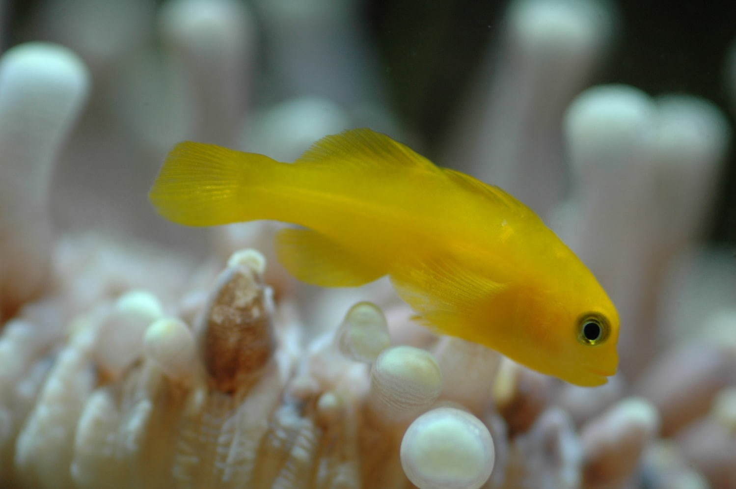サンシャイン水族館 サンシャインスイゾクカン 池袋 名所 有名スポット ファッションプレス サンシャイン水族館 サンシャインスイゾクカン 池袋 名所 有名スポット ファッションプレス