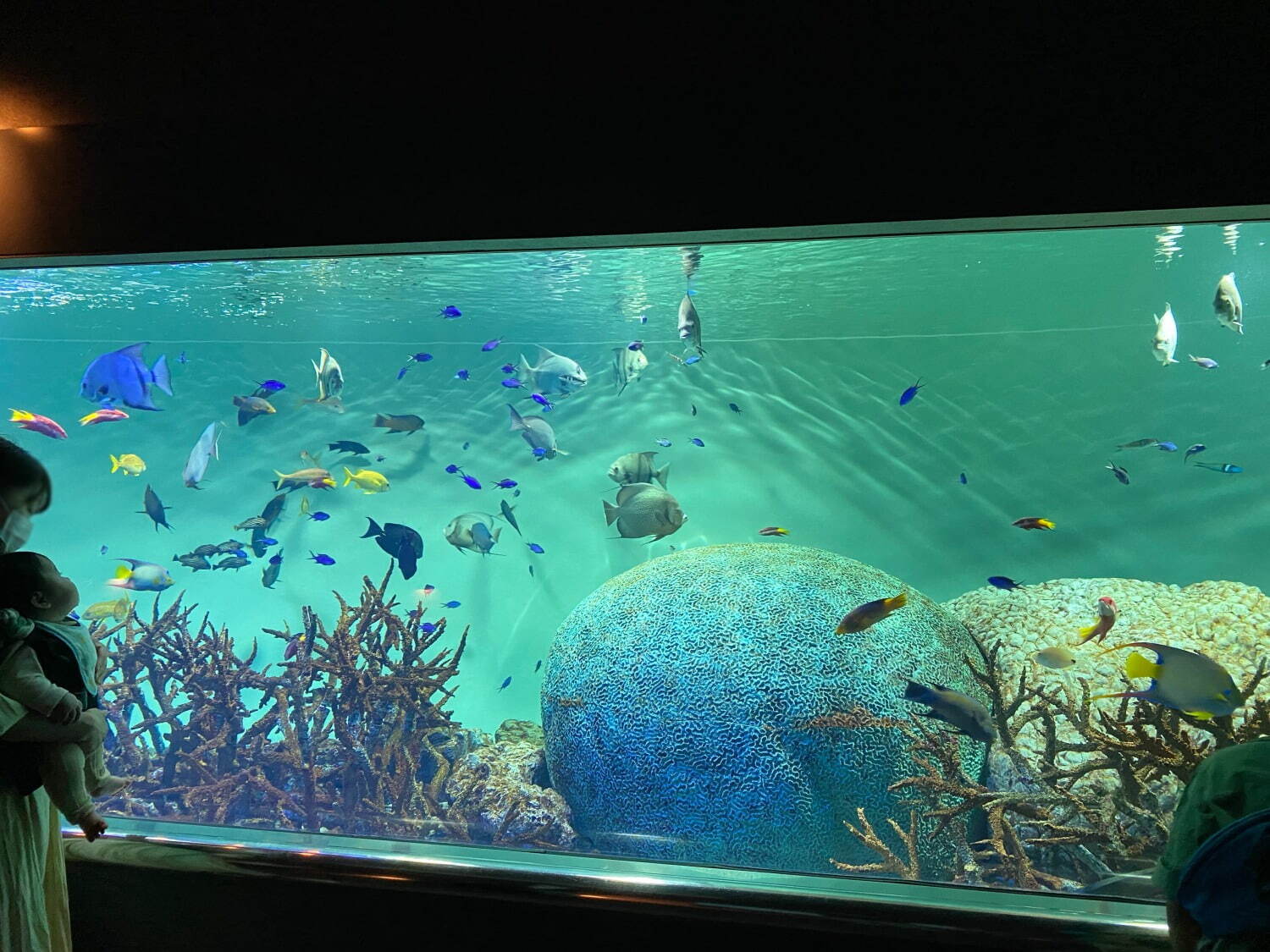 東京都葛西臨海水族園 - 写真2