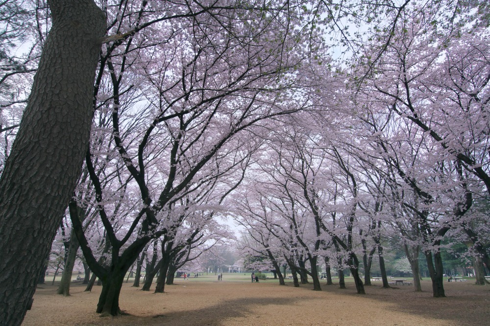 光が丘公園 画像2枚目