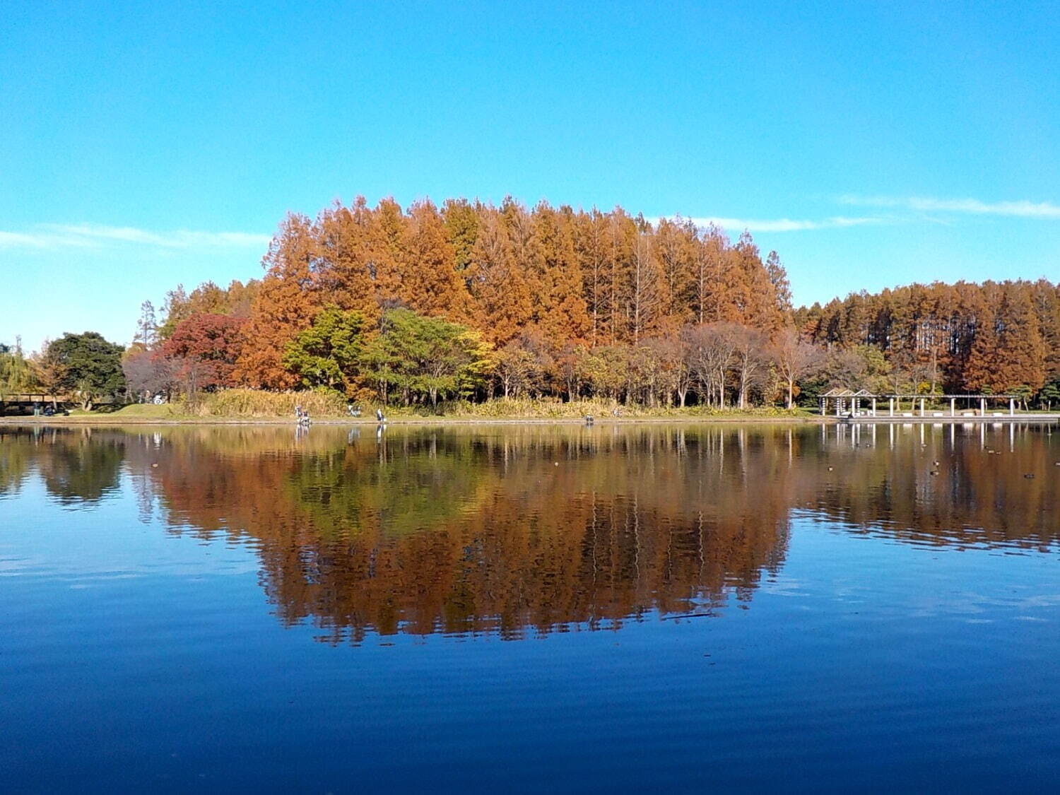 水元公園 画像1枚目