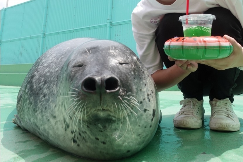 伊勢シーパラダイス(伊勢夫婦岩ふれあい水族館)