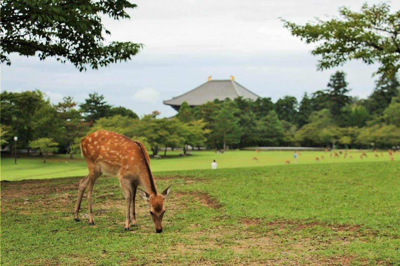 奈良公園 画像1枚目