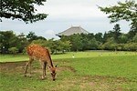 奈良公園