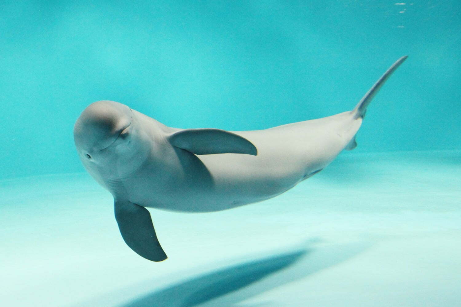宮島水族館「みやじマリン」