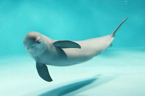 宮島水族館「みやじマリン」