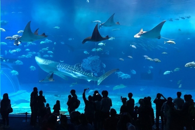 全国の水族館特集 - 東京近郊から関西まで、デートにもおすすめのイルカショーや人気のクラゲ展示 | 写真