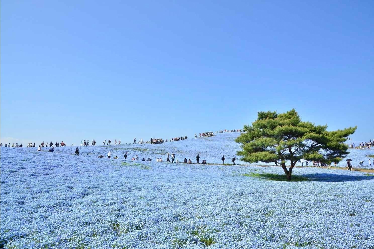 国営ひたち海浜公園 画像0枚目