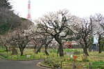 港区立芝公園 画像3枚目