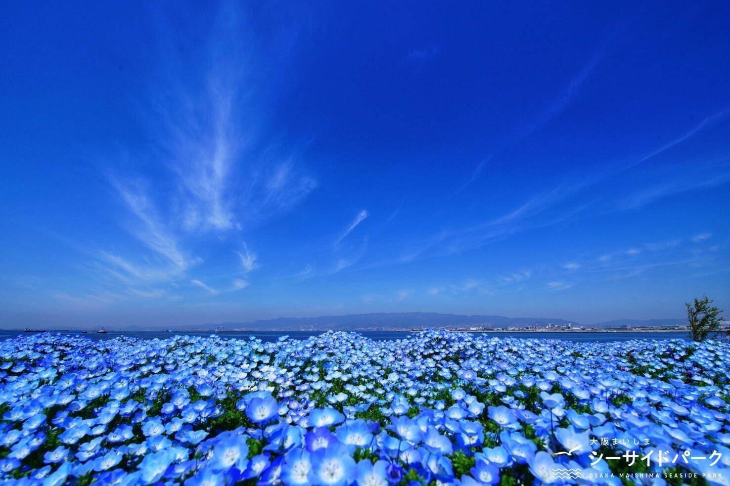 大阪まいしまシーサイドパーク
